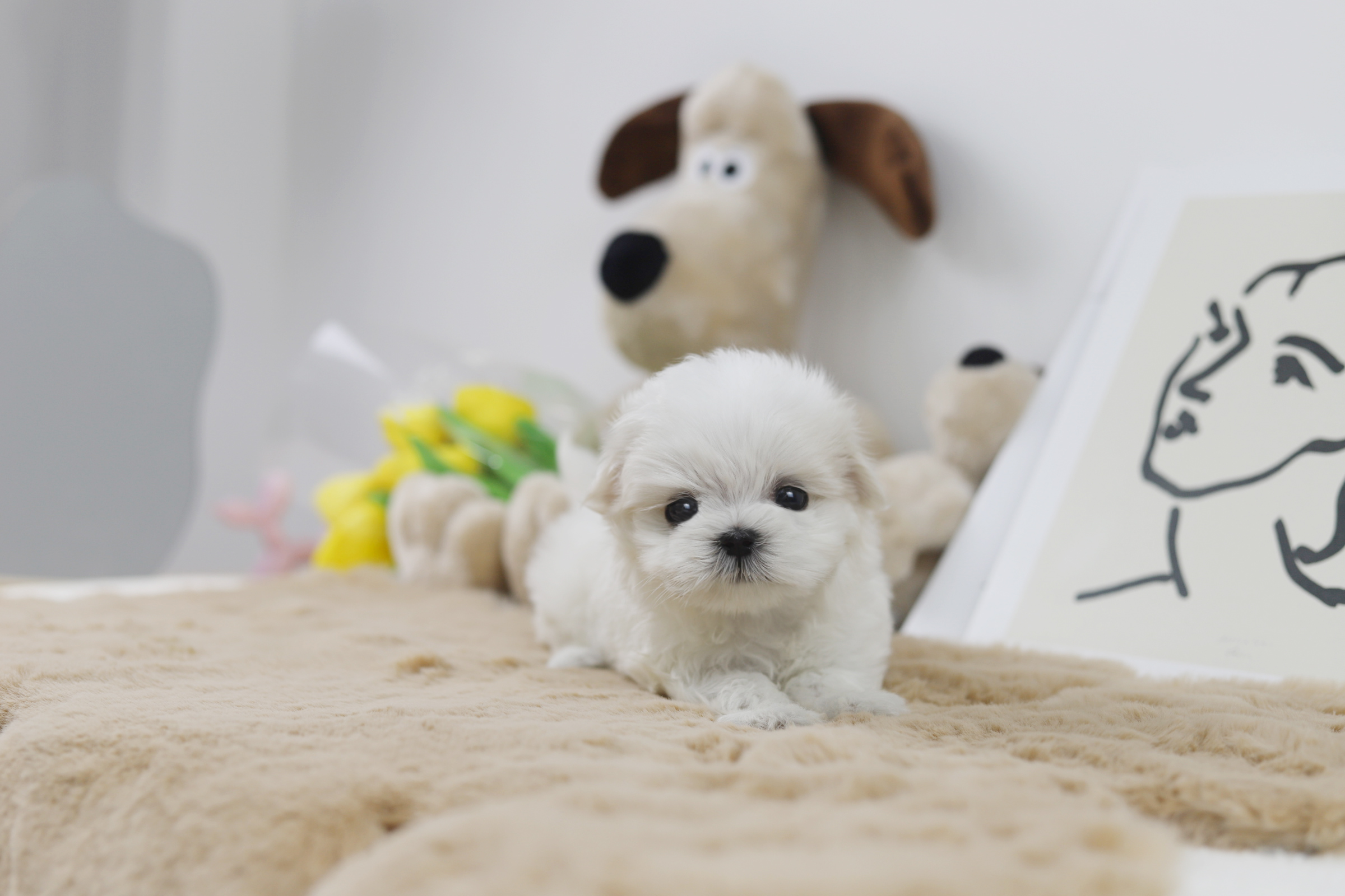 말티즈 분양합니다