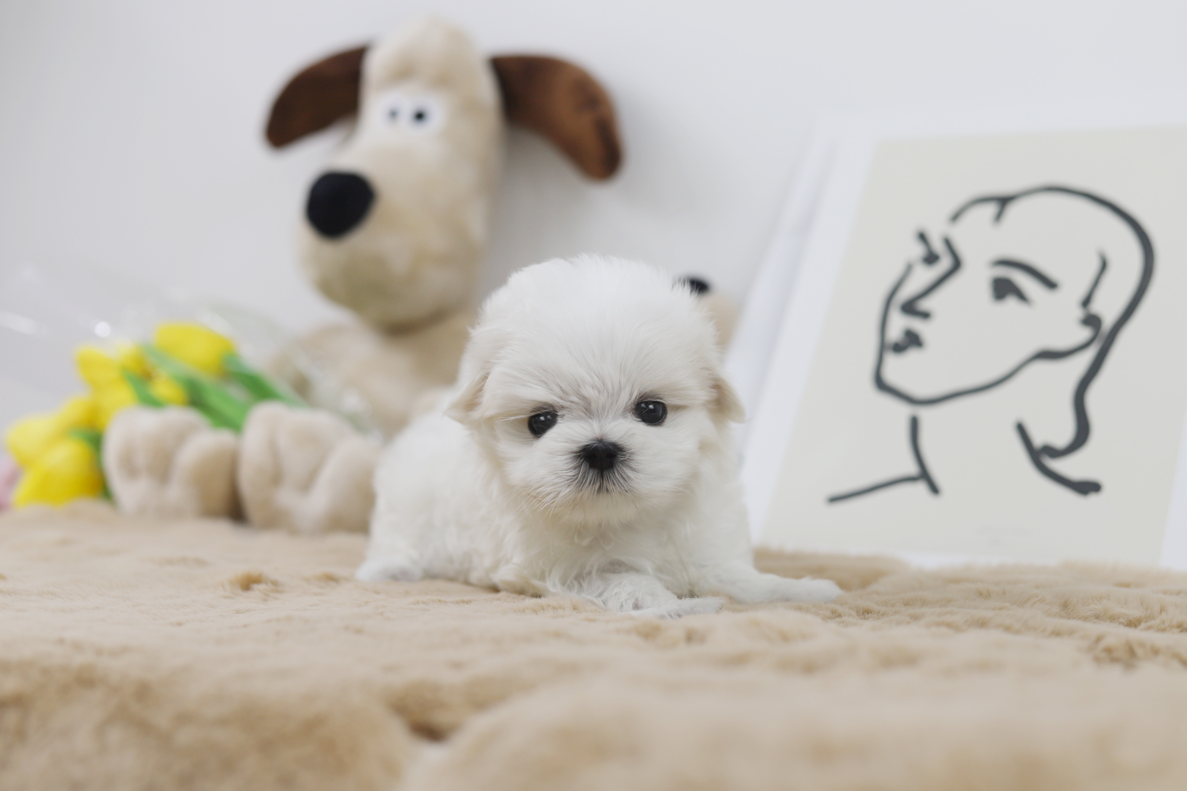 말티즈 분양합니다