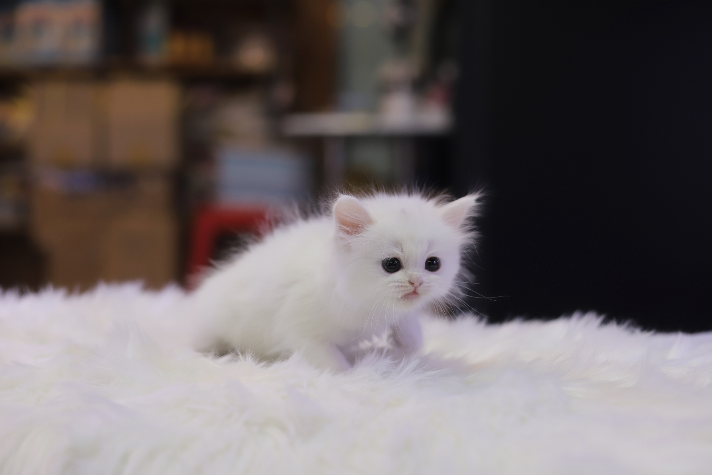 브리티쉬숏헤어 분양합니다