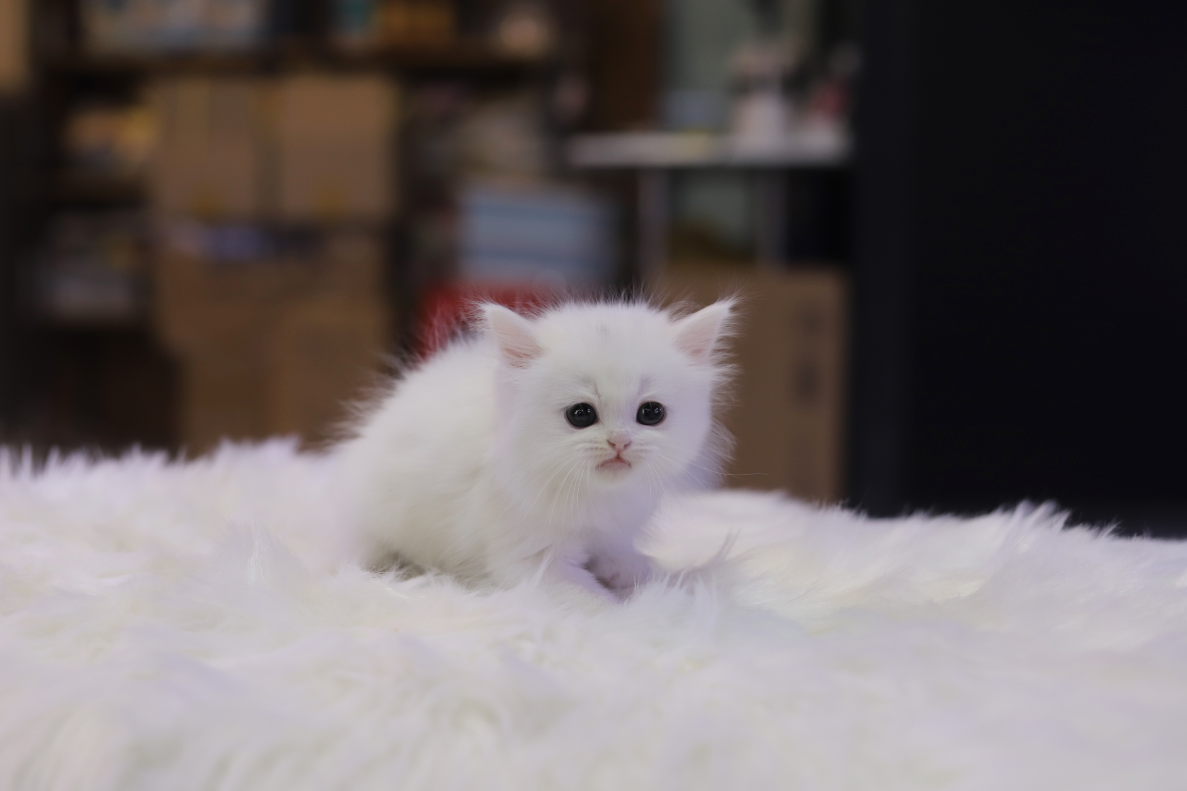 브리티쉬숏헤어 분양합니다