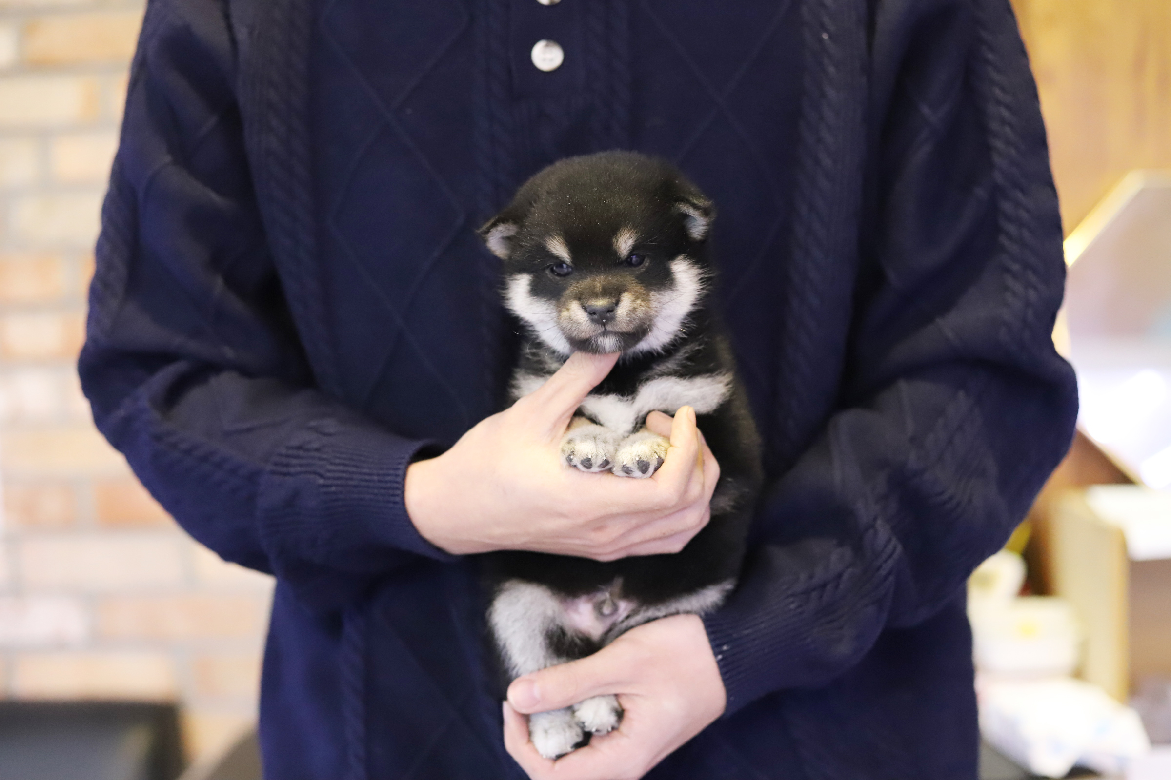 시바견 분양합니다