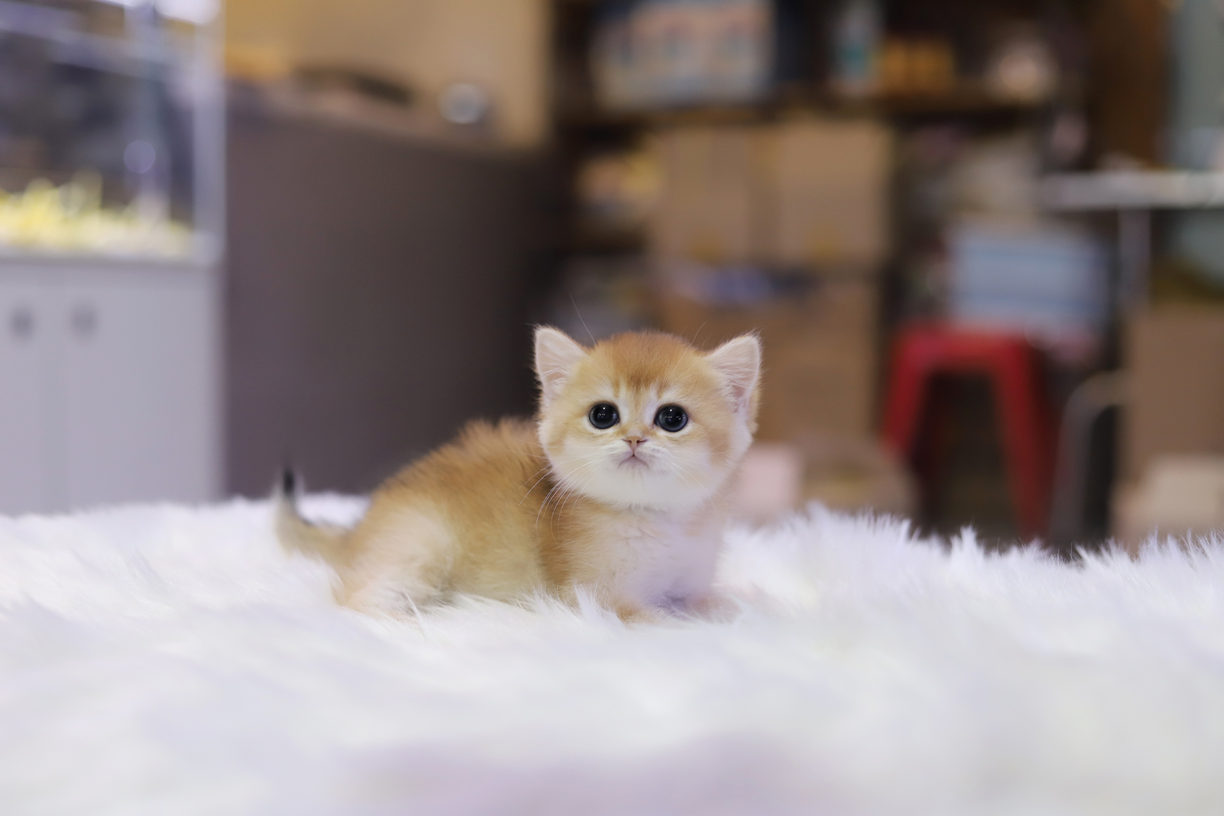 브리티쉬숏헤어 분양합니다