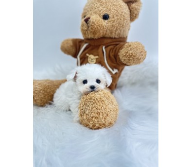 말티숑 분양합니다