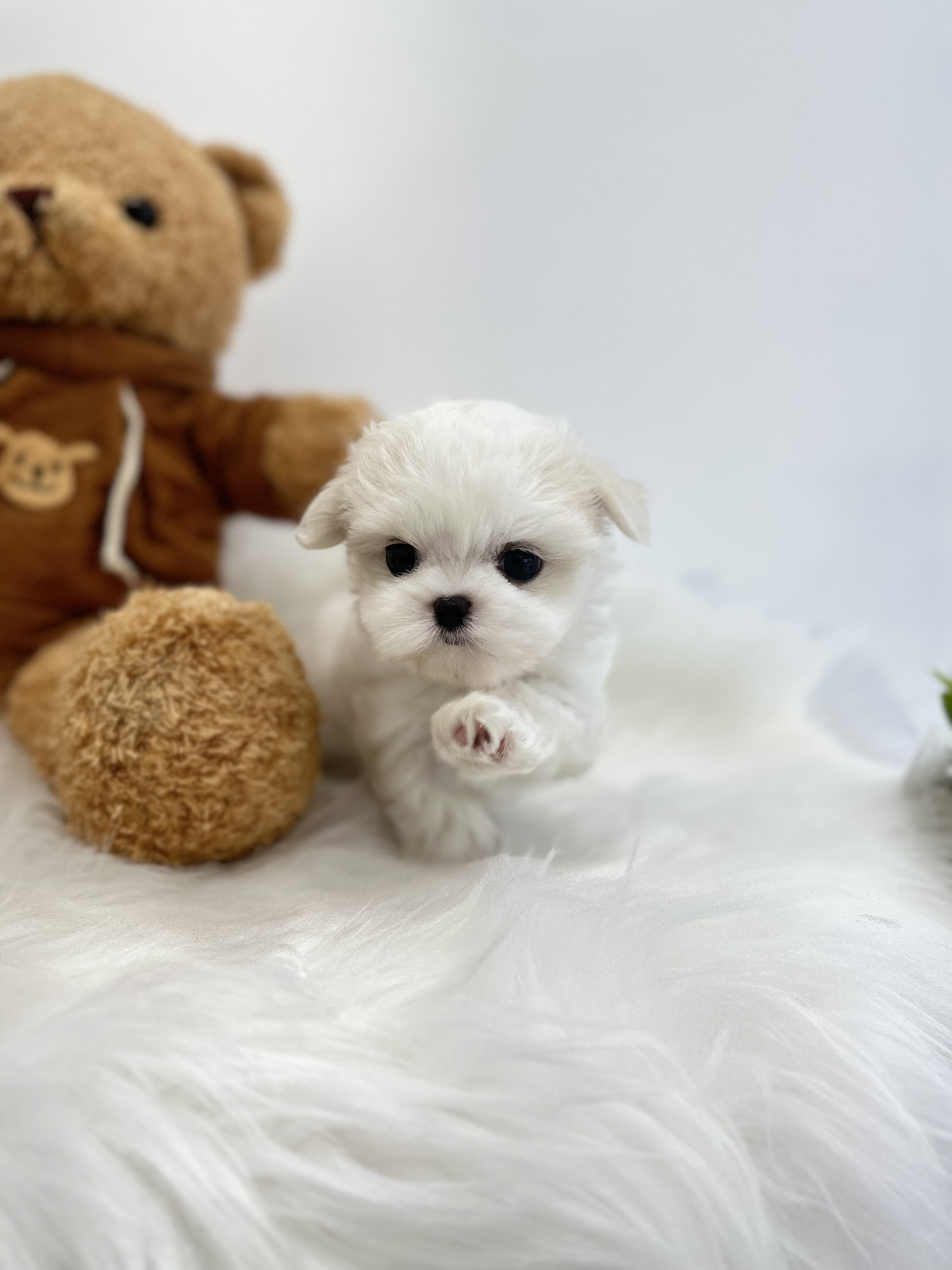 말티즈 분양합니다