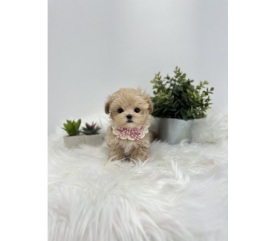 말티푸 분양합니다!