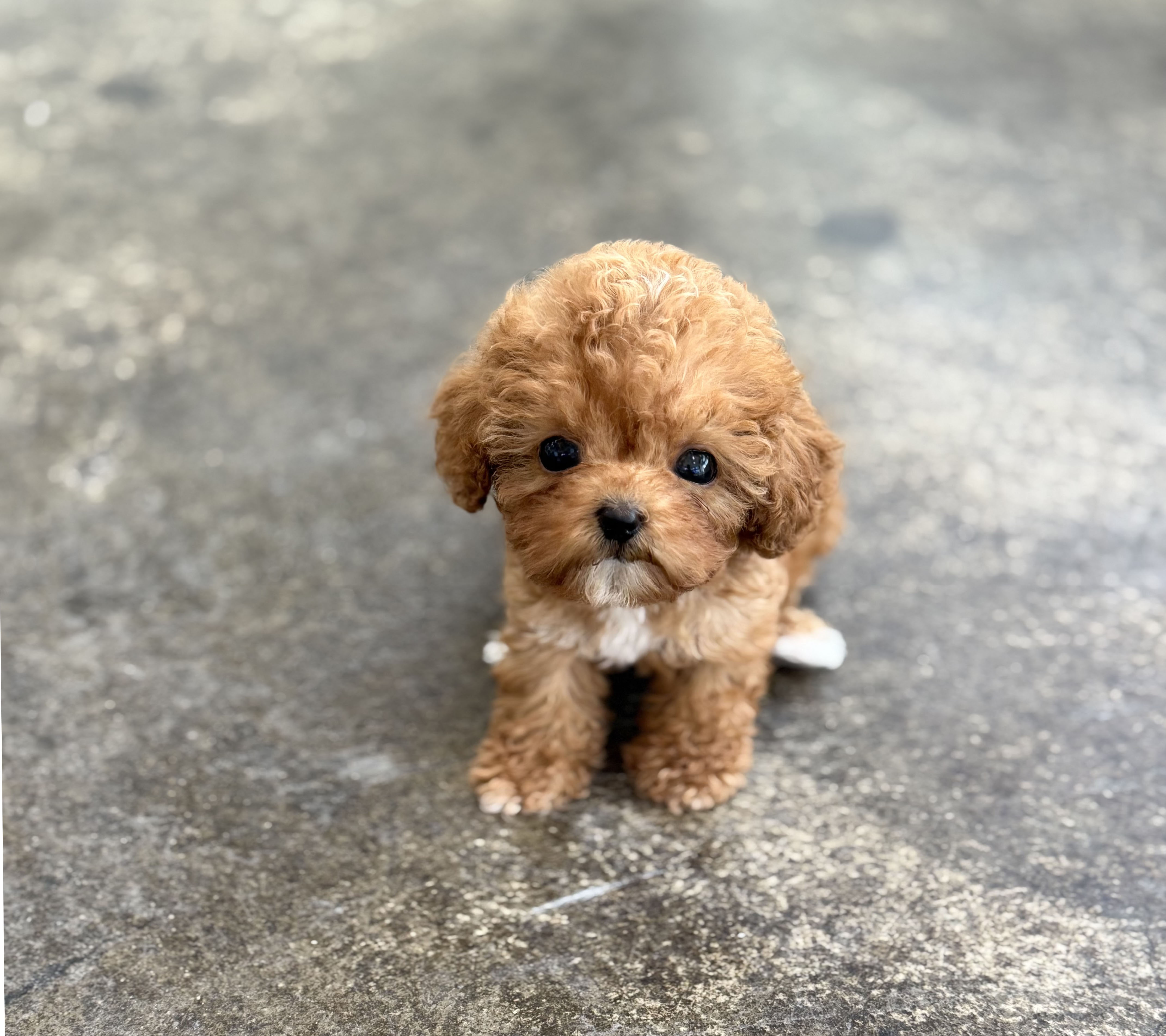 토이푸들 분양합니다