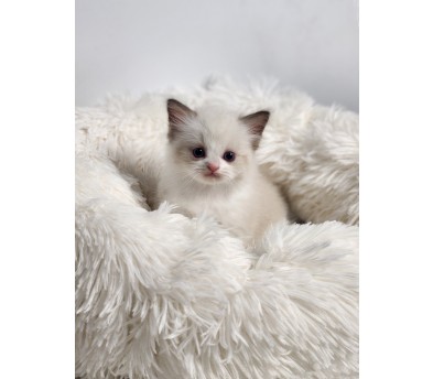 렉돌 분양합니다