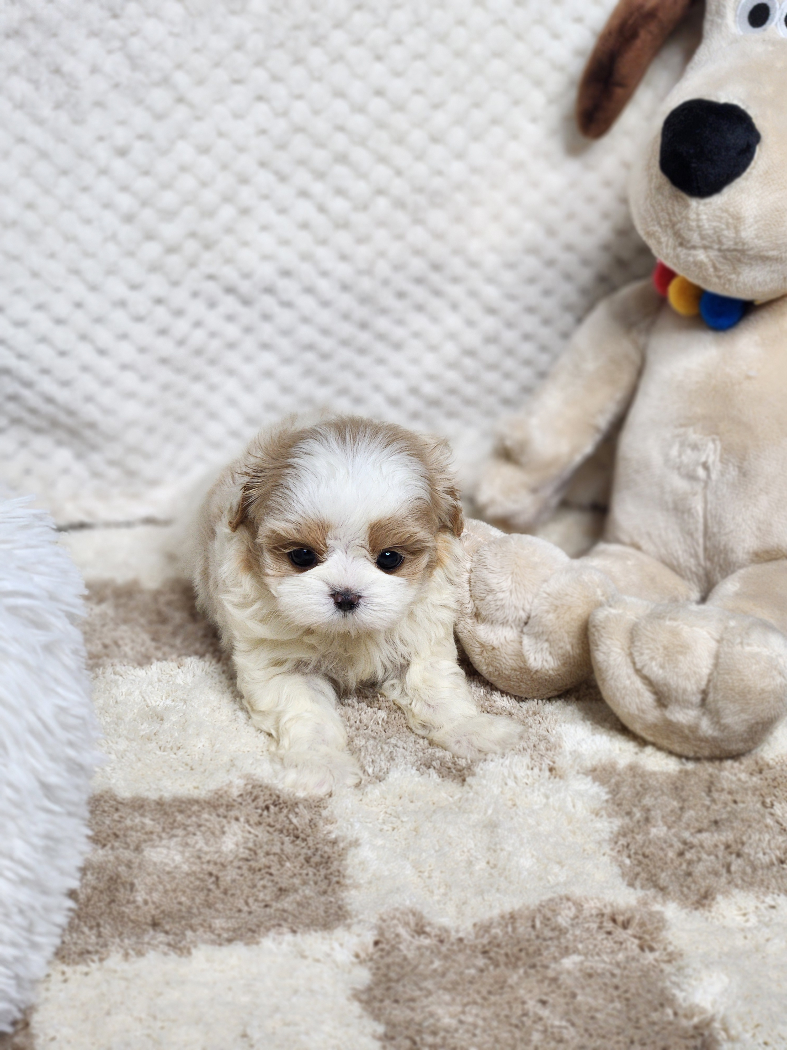 말티푸 분양합니다