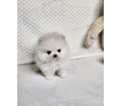 포메라니안 분양합니다