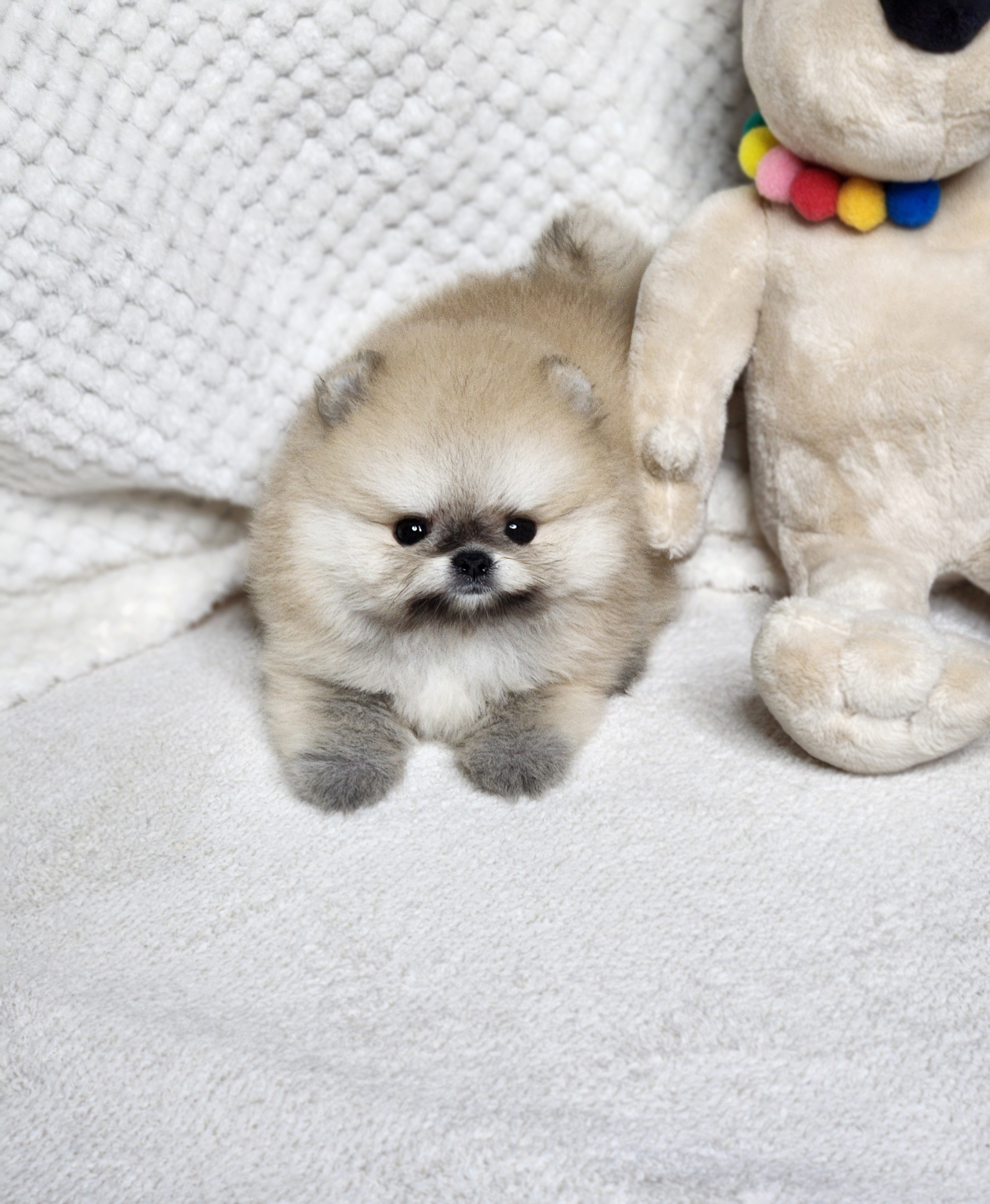 포메라니안 분양합니다