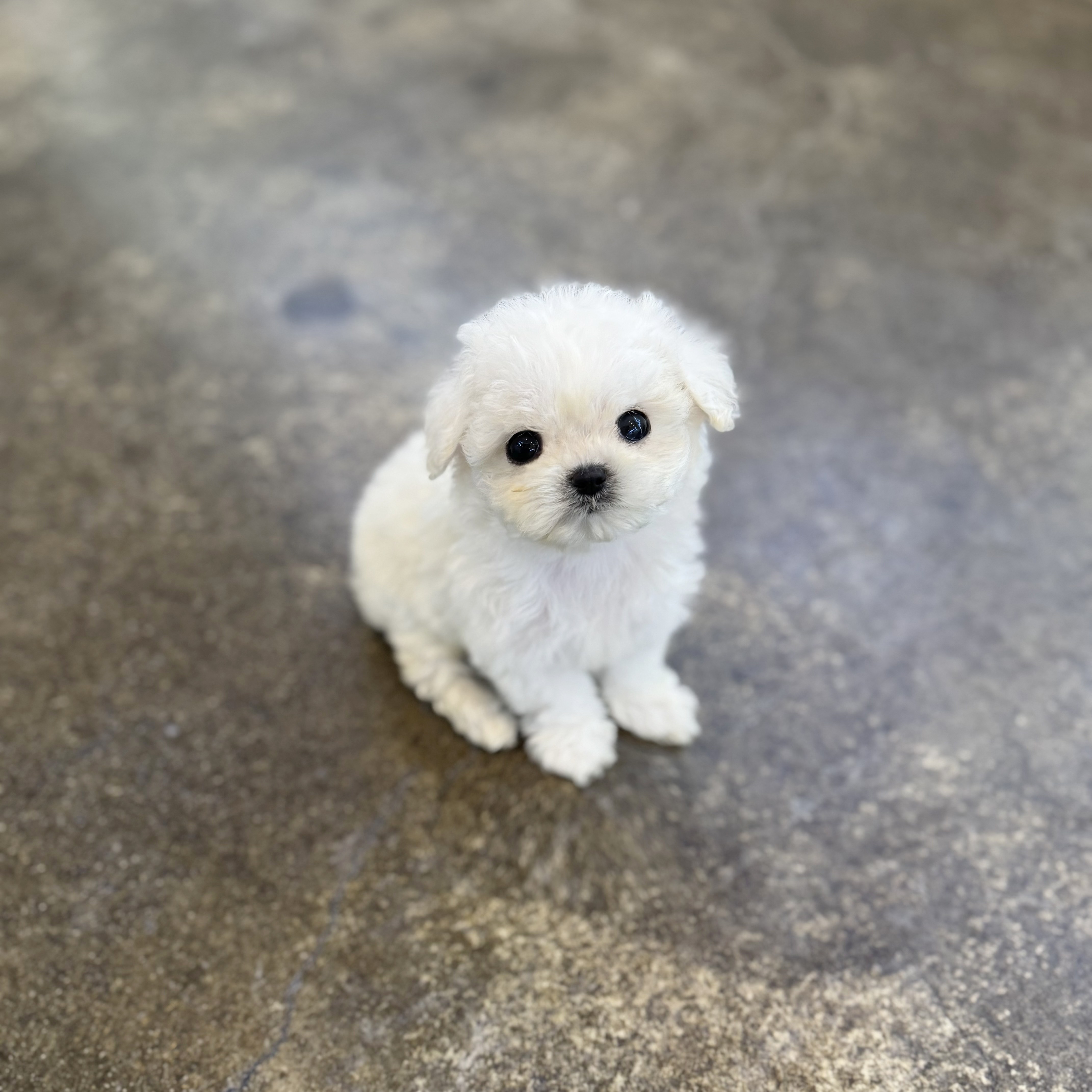 미니비숑 분양합니다