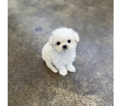 미니비숑 분양합니다