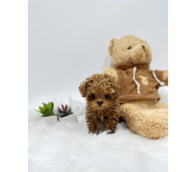 토이푸들 분양합니다