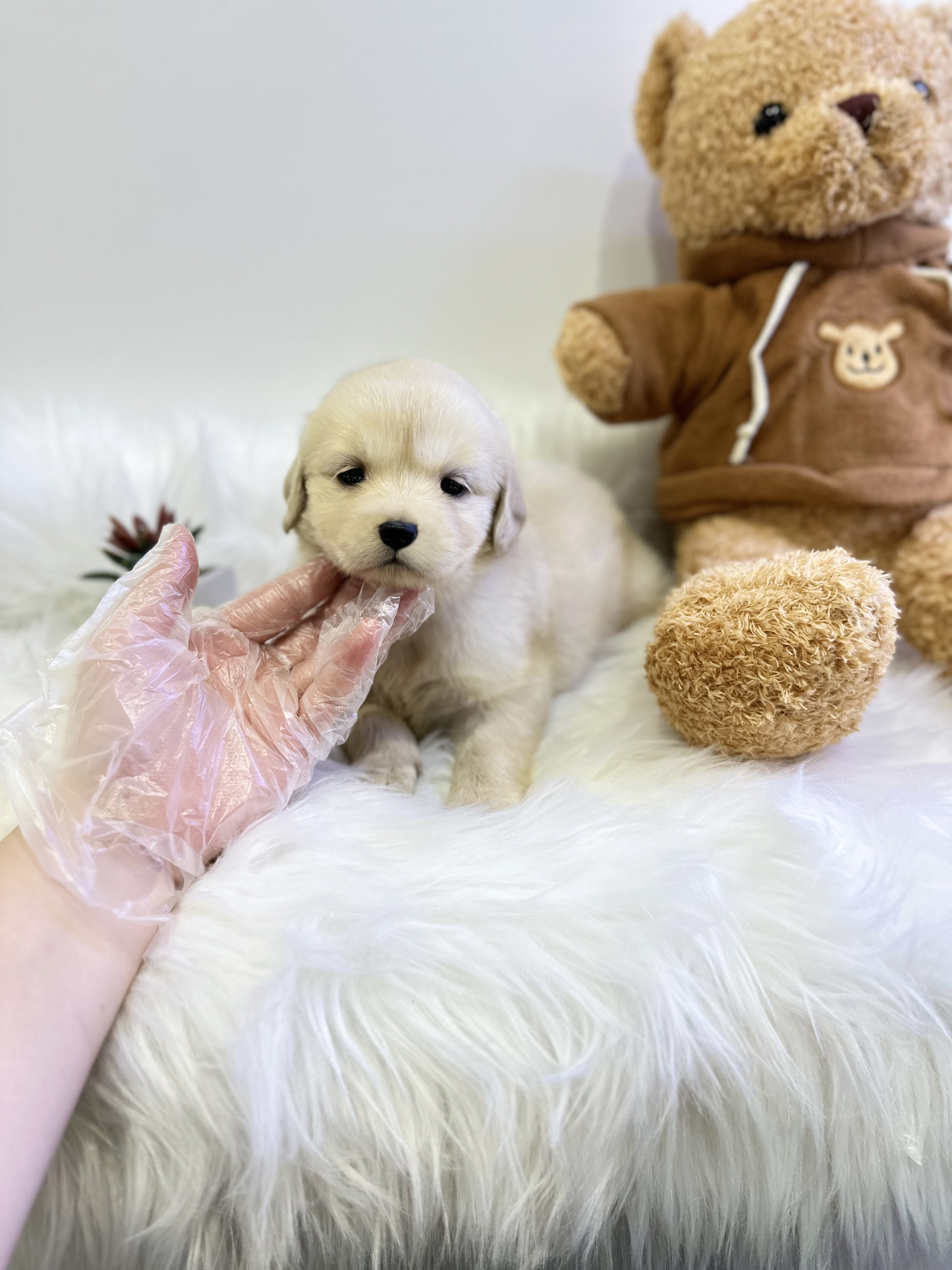 골든리트리버 분양합니다