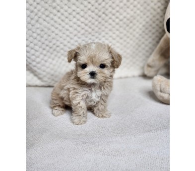 말티푸 분양합니다