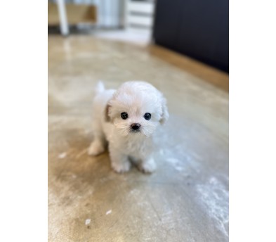 미니비숑 분양합니다