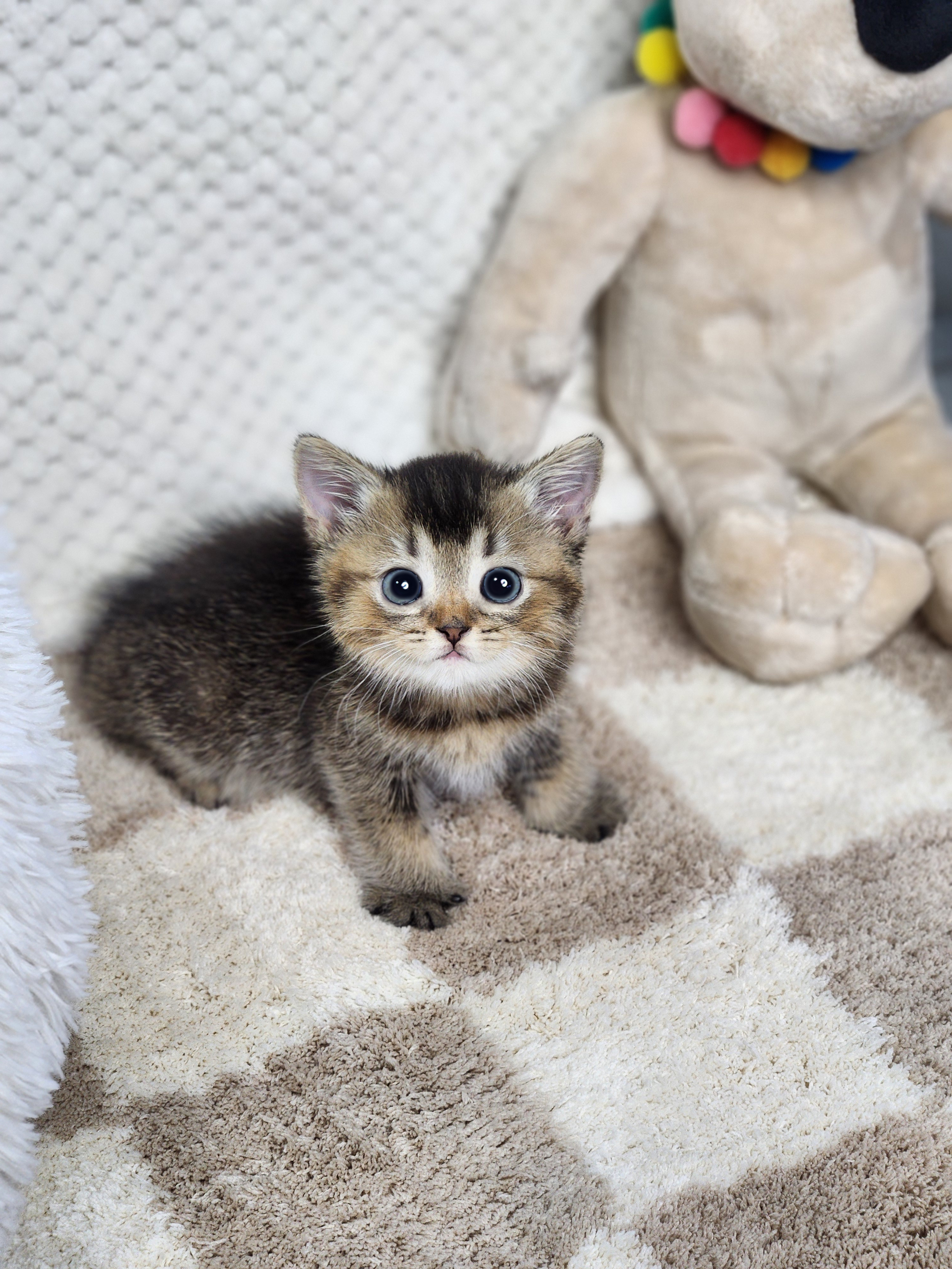 브리티쉬숏헤어 분양합니다