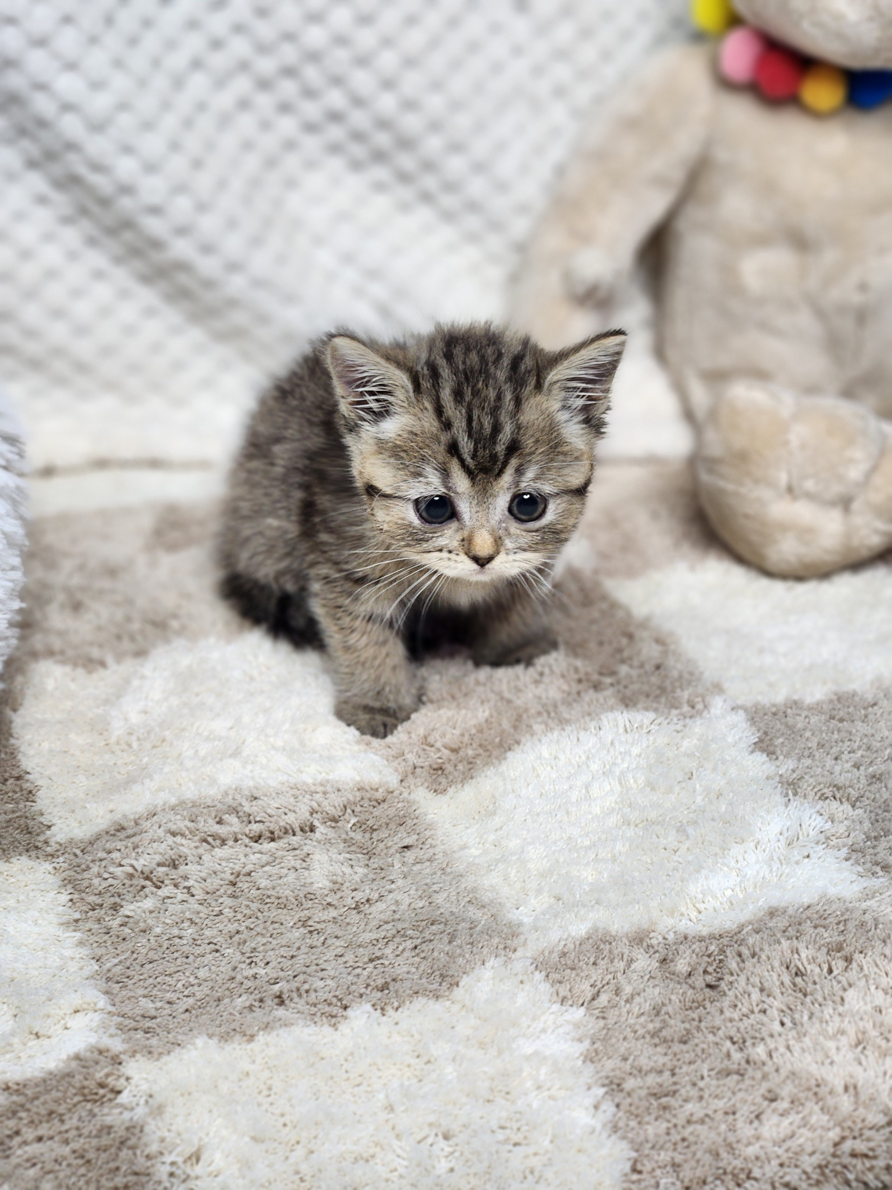 브리티쉬숏헤어 분양합니다