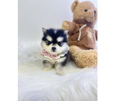 폼스키분양합니다