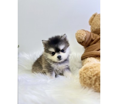 폼스키 분양합니다