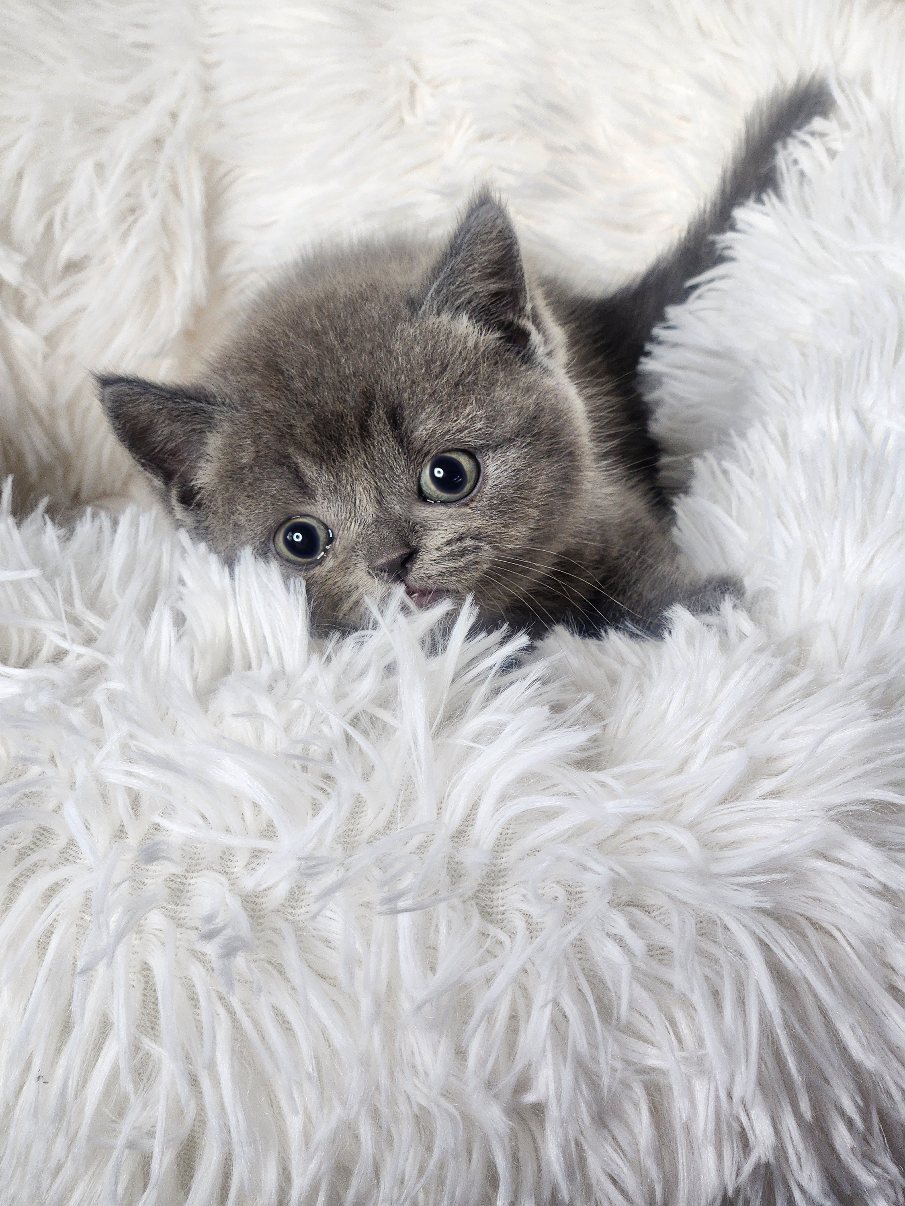 브리티쉬숏헤어 분양합니다