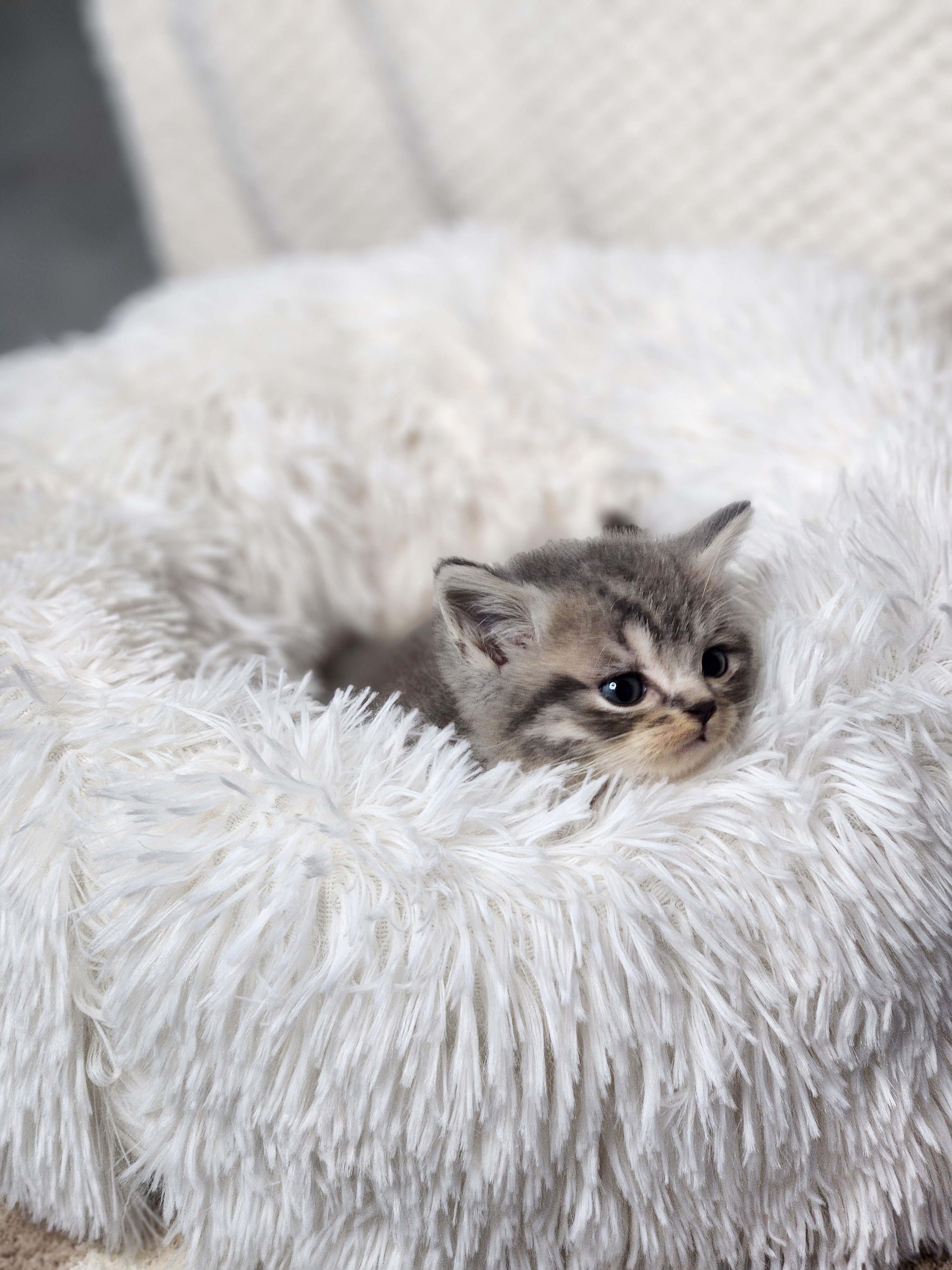 브리티쉬숏헤어 분양합니다