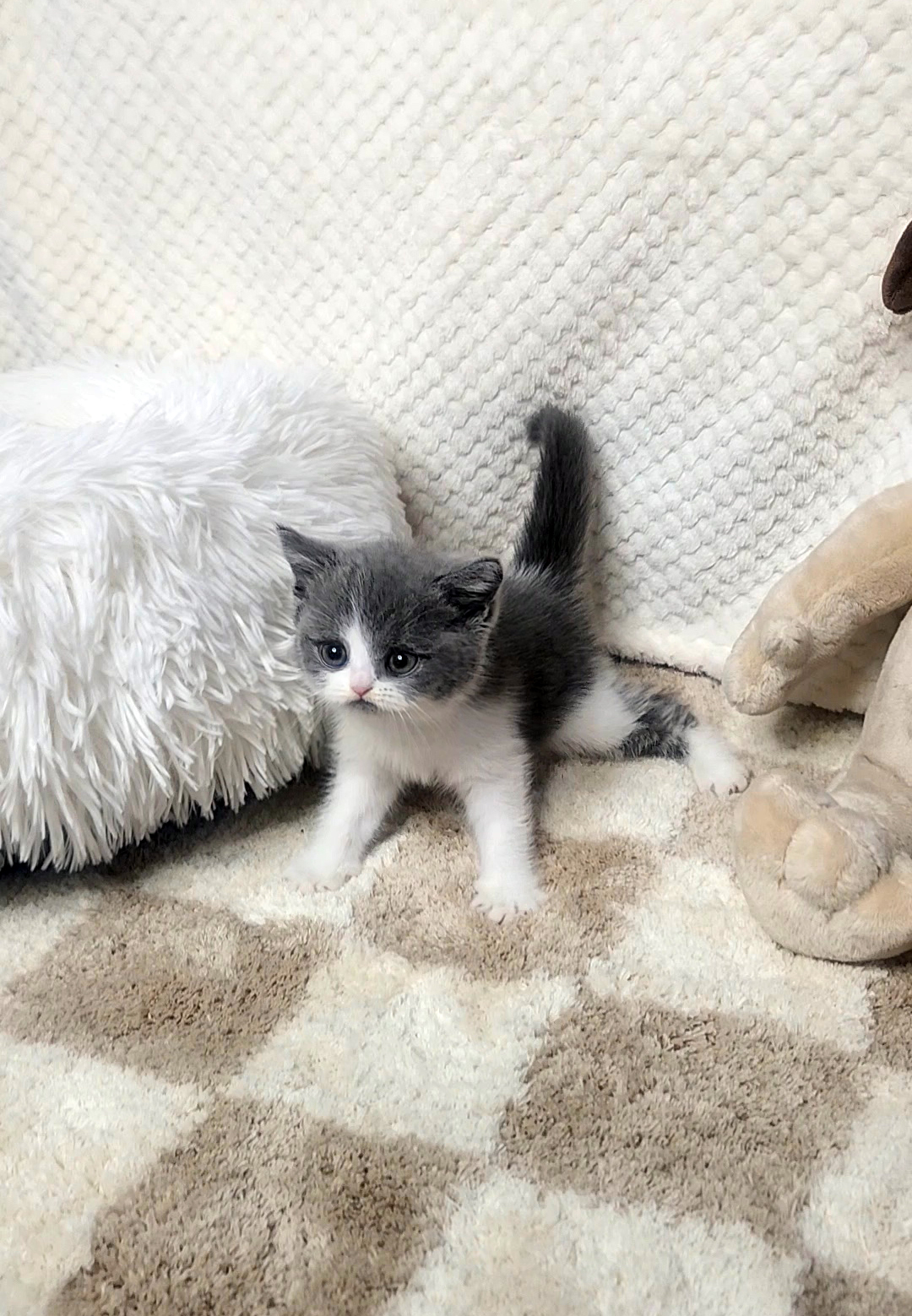 브리티쉬숏헤어 분양합니다