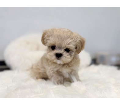 말티푸 분양합니다