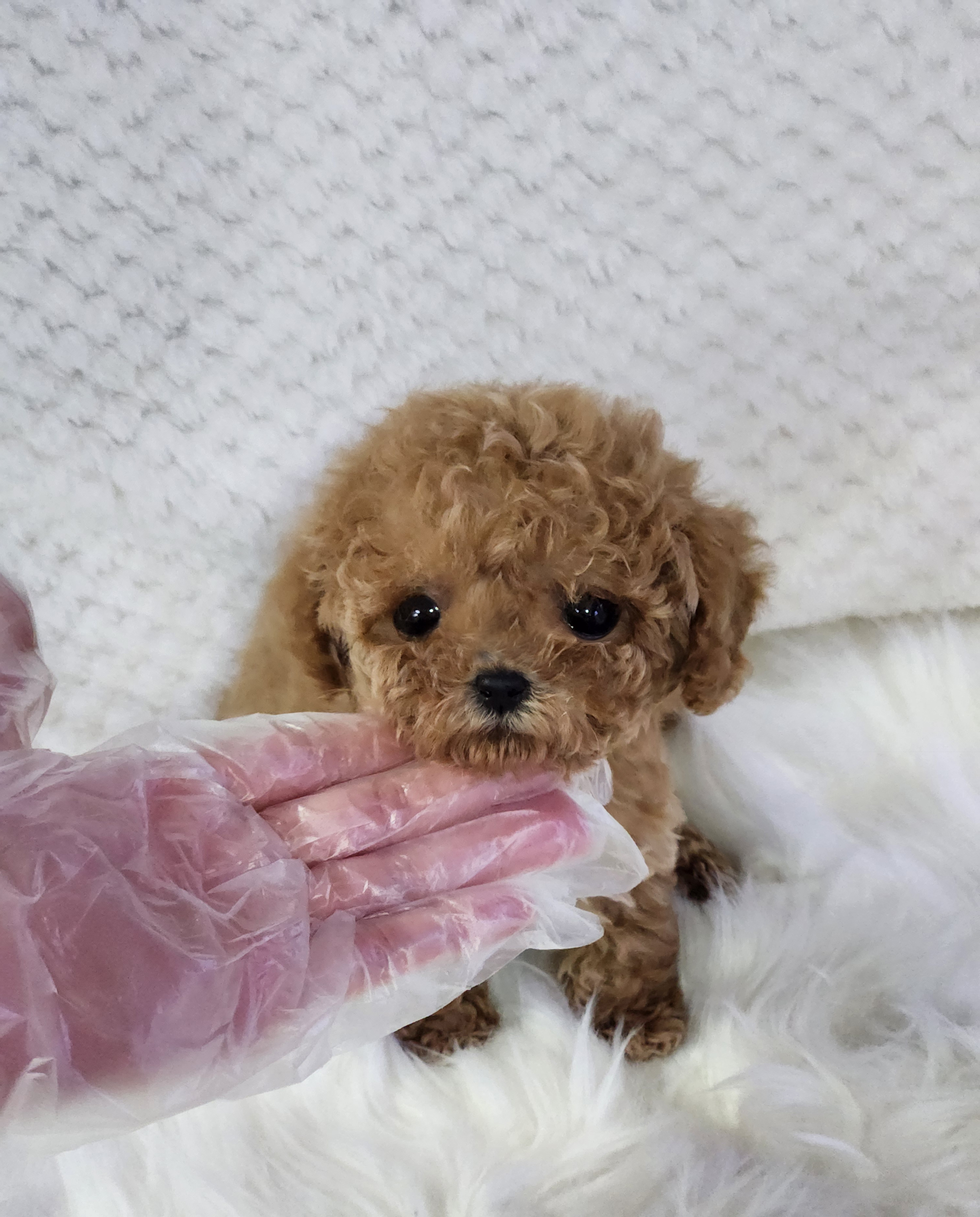 푸들 분양합니다