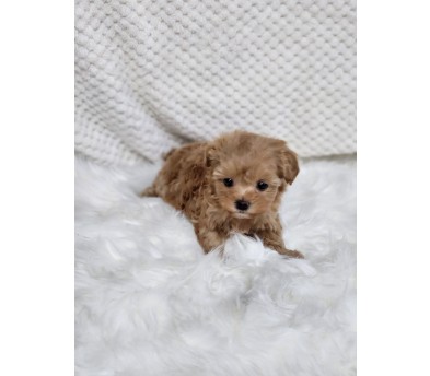 말티푸 분양합니다!