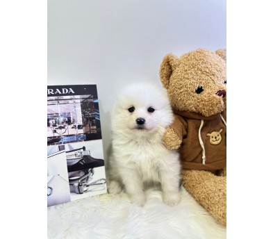 사모예드 입양합니다